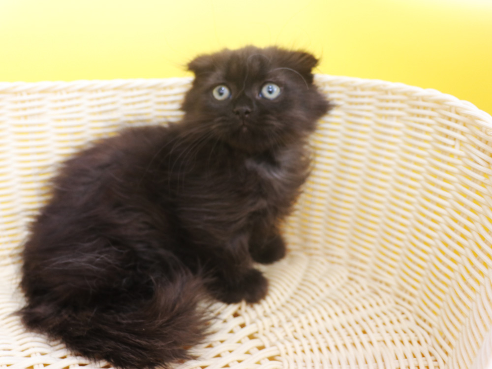 ミヌエットの子猫