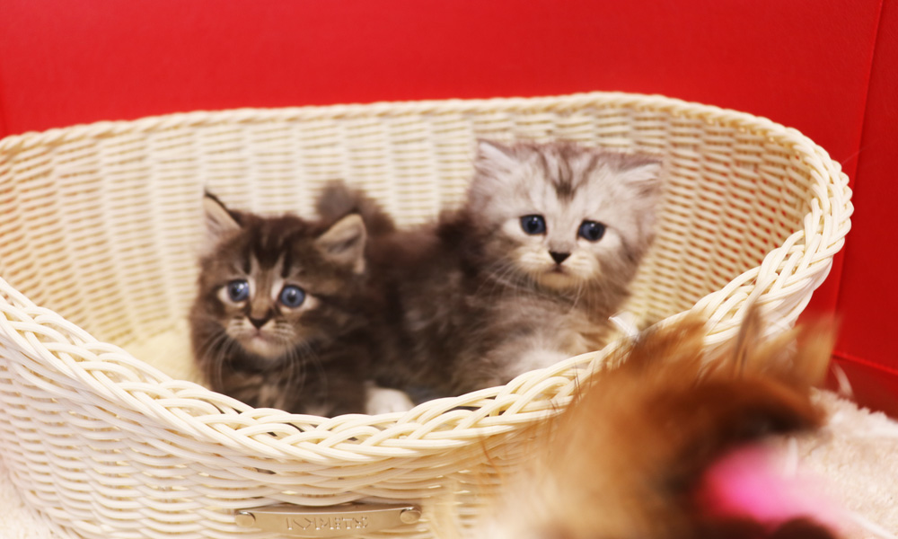 ミヌエットの子猫