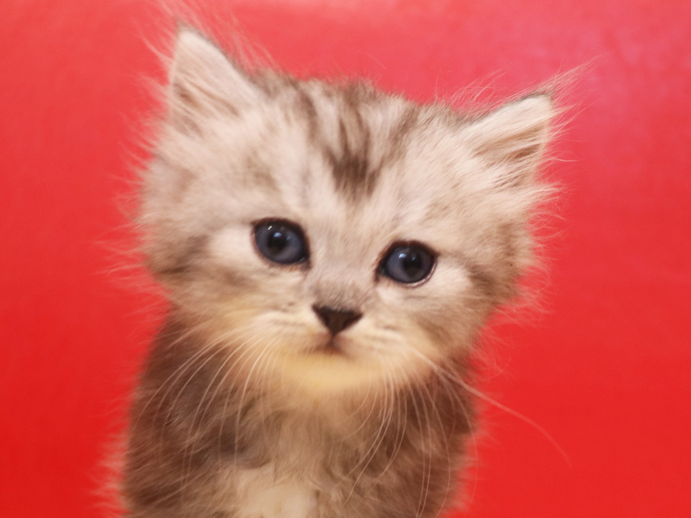 ミヌエットの子猫