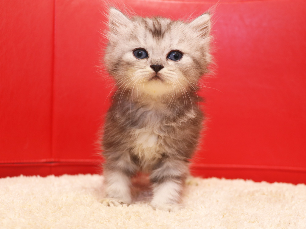 ミヌエットの子猫