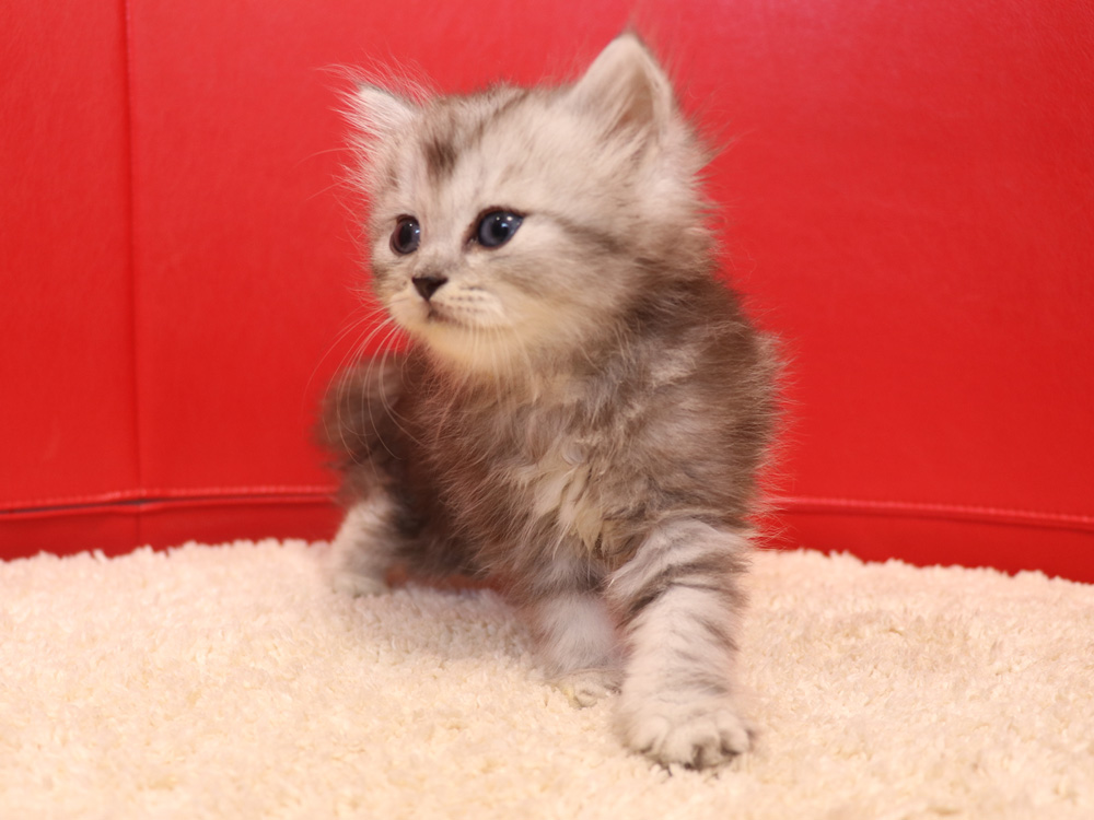 ミヌエットの子猫