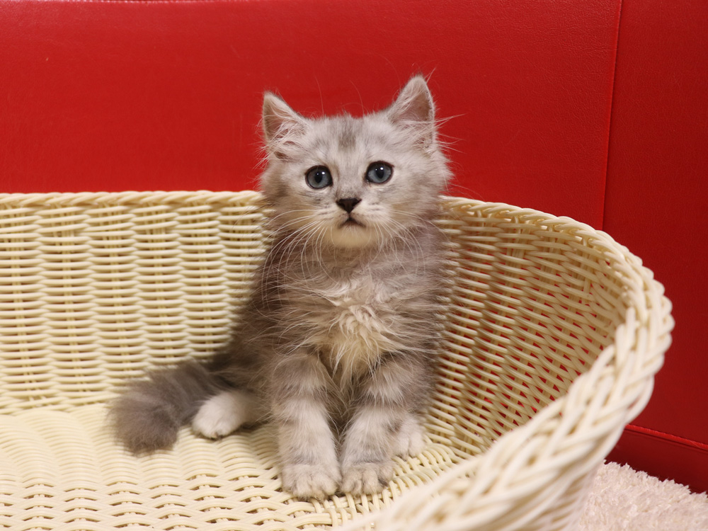 ミヌエットの子猫