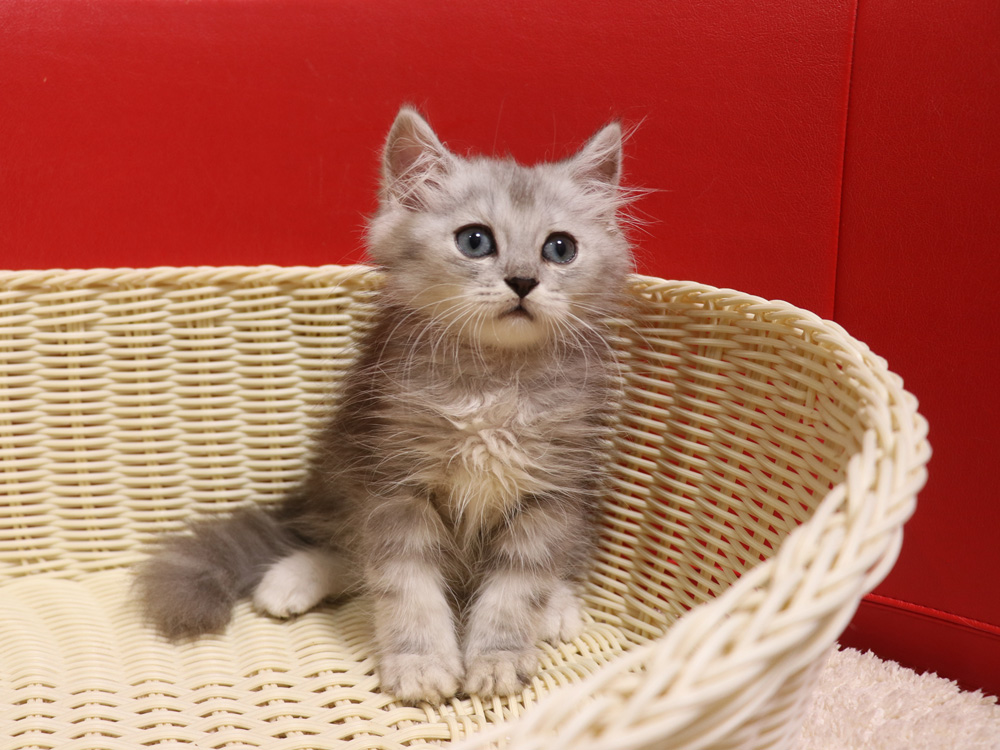 ミヌエットの子猫