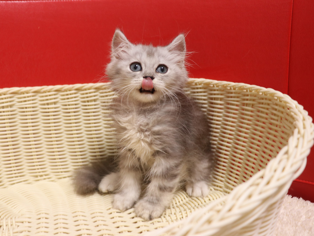 ミヌエットの子猫