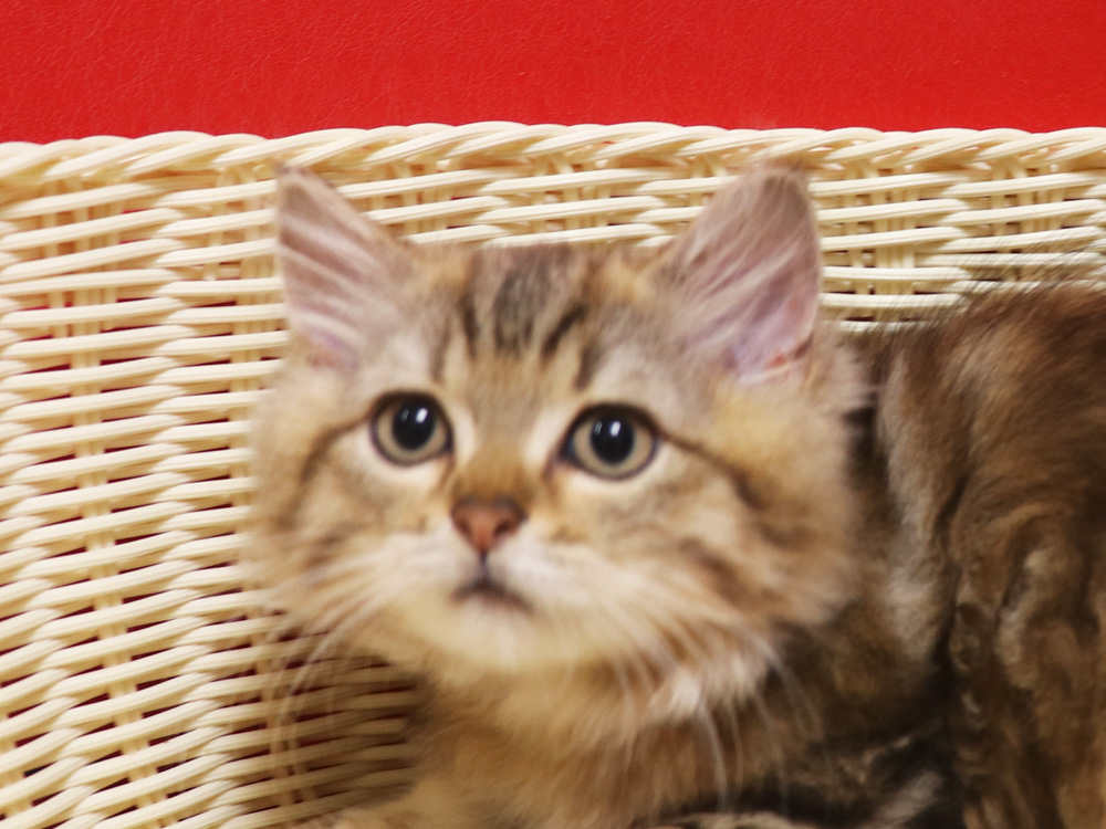 ミヌエットの子猫