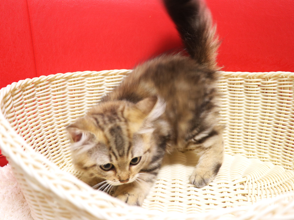 ミヌエットの子猫