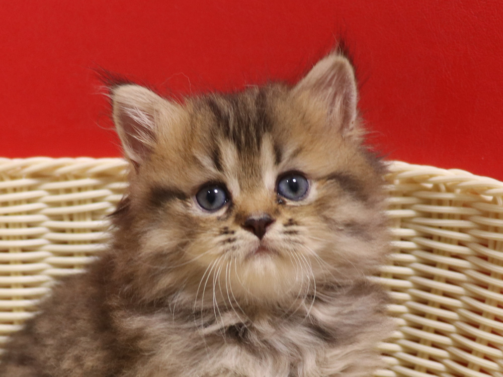 ミヌエットの子猫