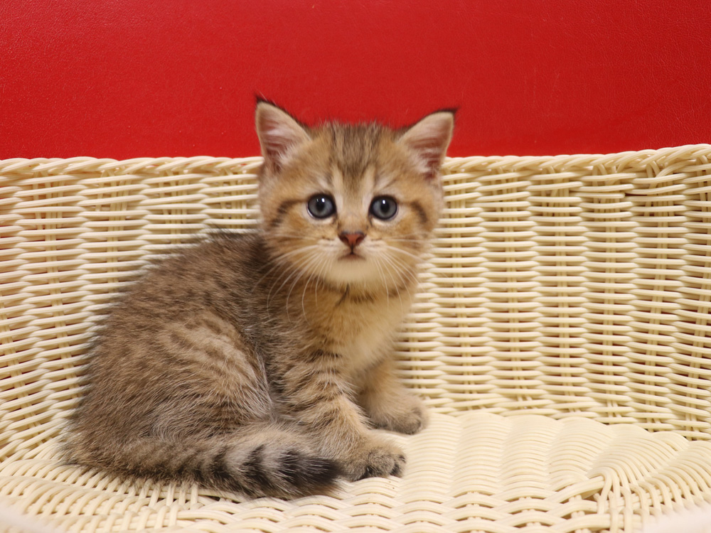 ミヌエットの子猫