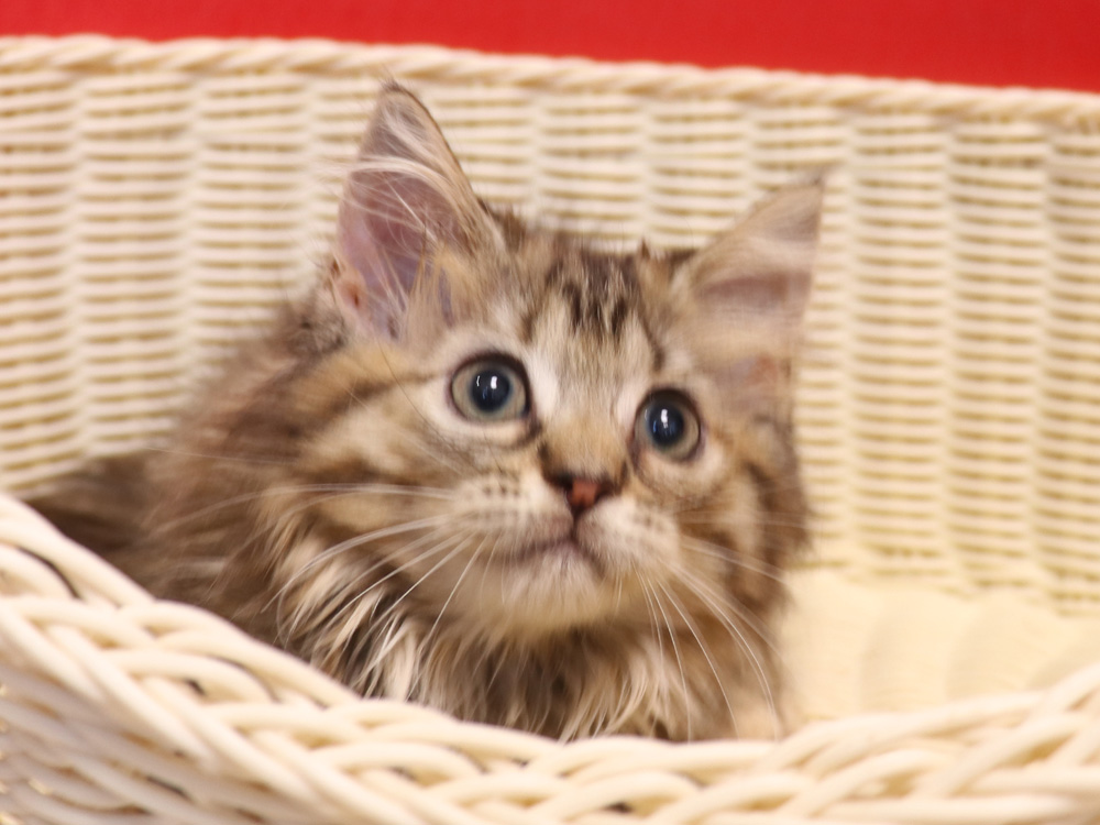 ミヌエットの子猫