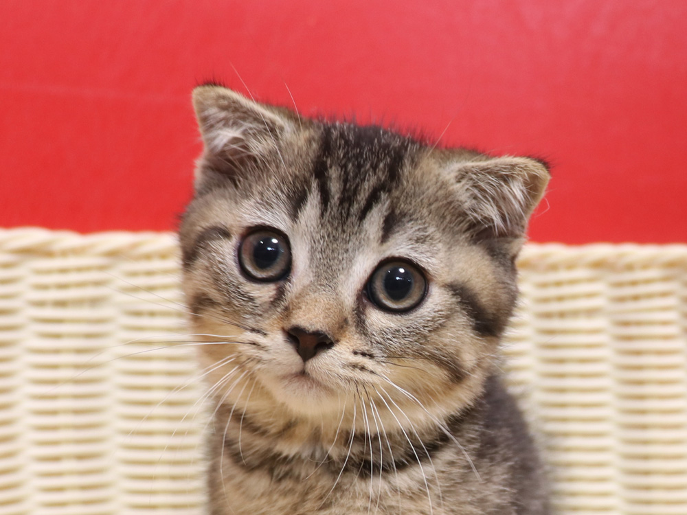 ミヌエットの子猫