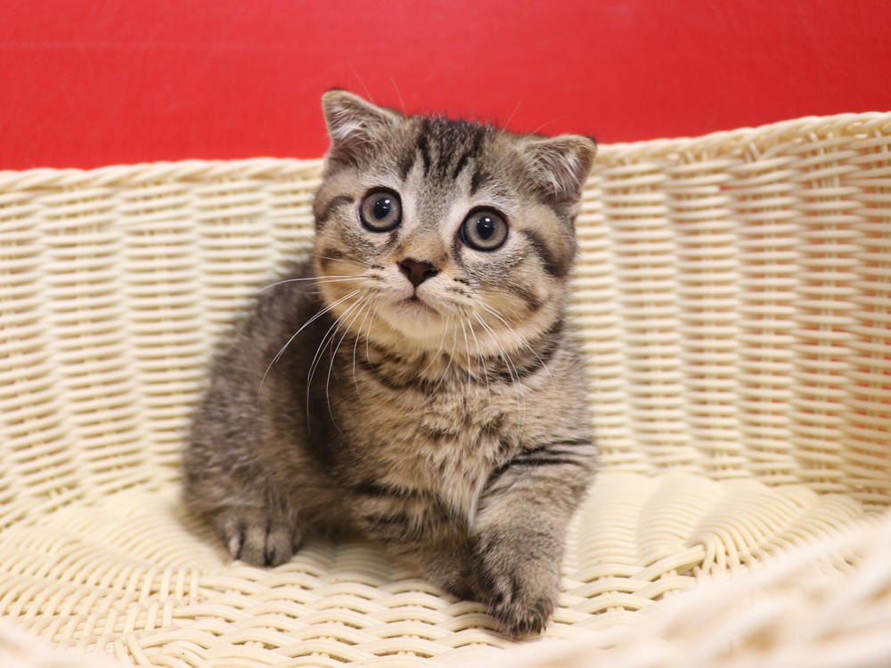 ミヌエットの子猫