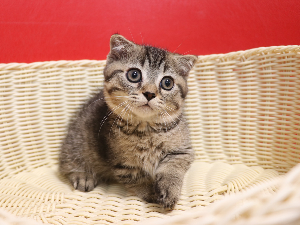 ミヌエットの子猫