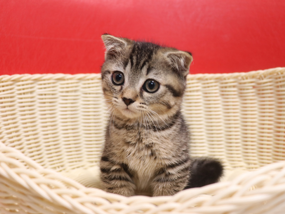 ミヌエットの子猫