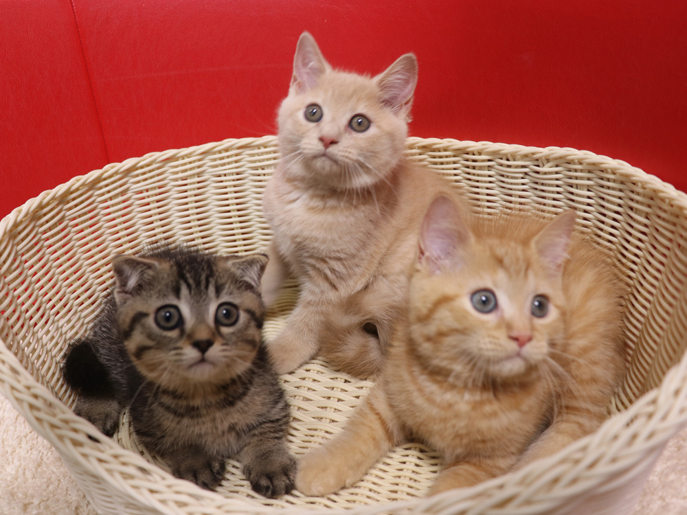 ミヌエットの子猫