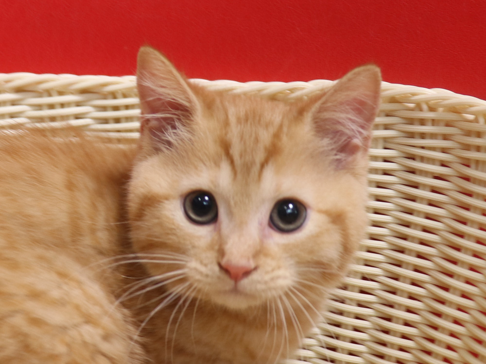 ミヌエットの子猫