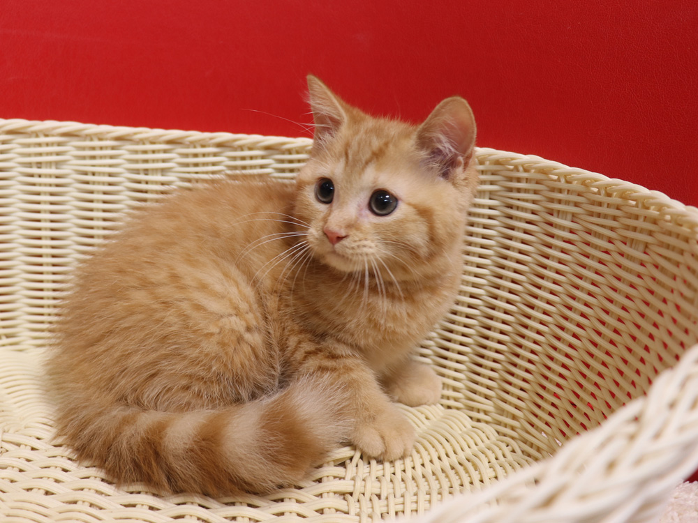 ミヌエットの子猫