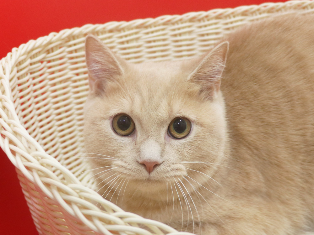ミヌエットの子猫
