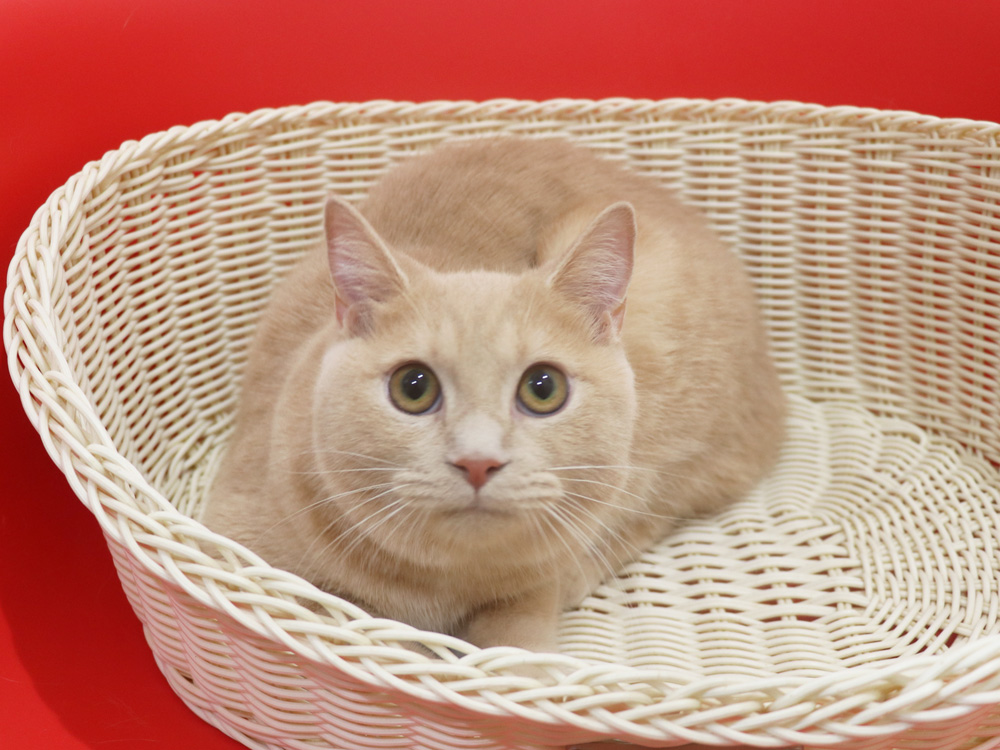ミヌエットの子猫