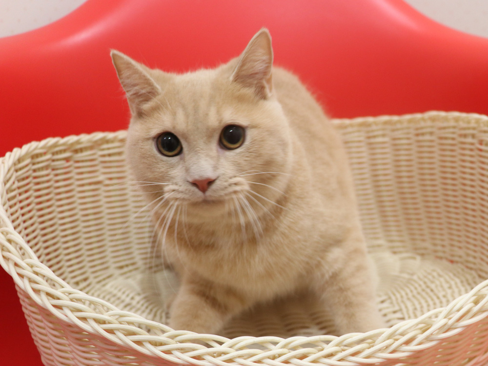ミヌエットの子猫