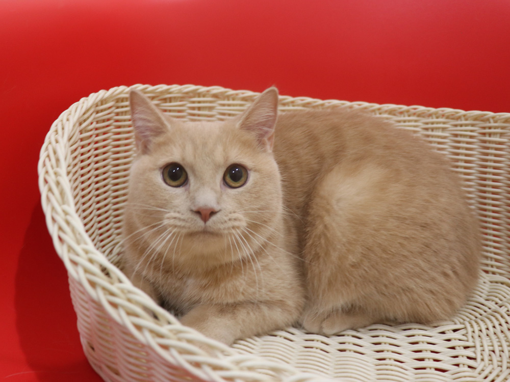 ミヌエットの子猫