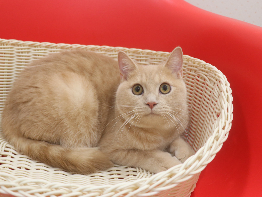 ミヌエットの子猫
