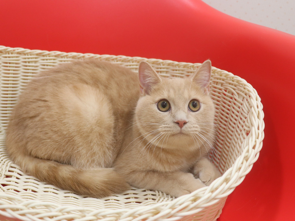 ミヌエットの子猫