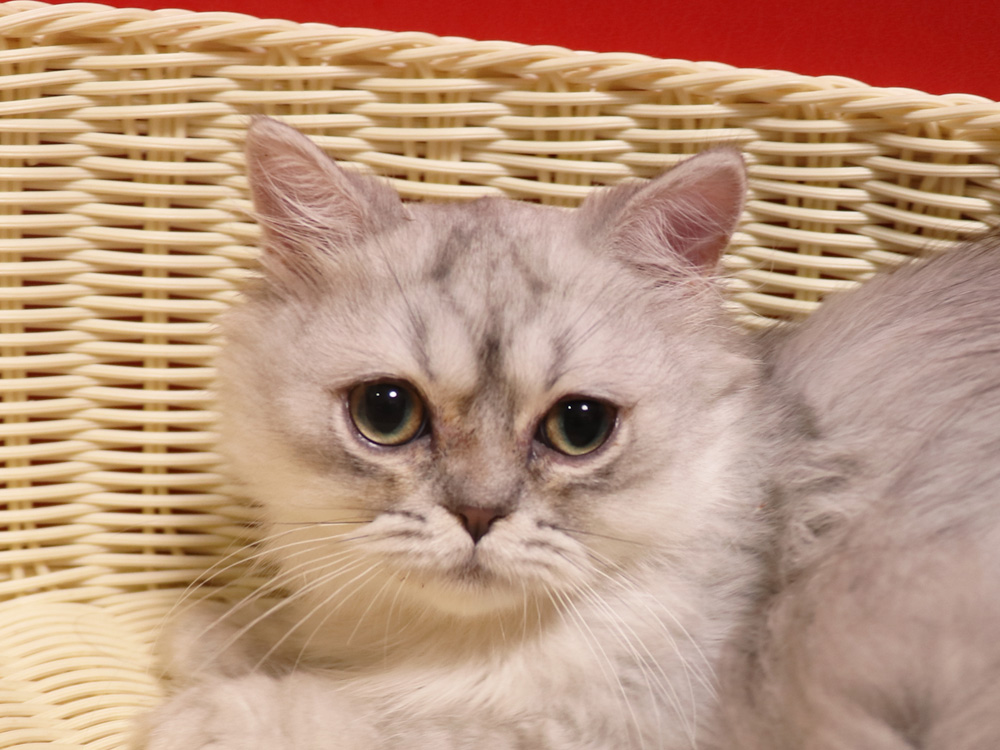 ミヌエットの子猫