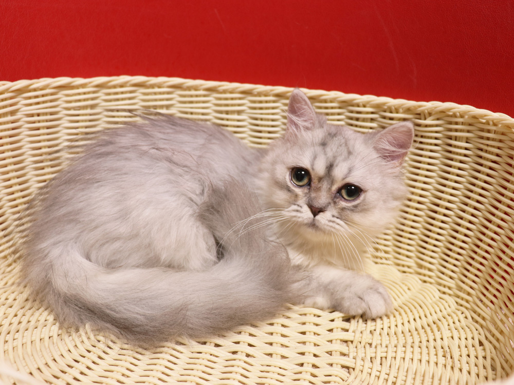 ミヌエットの子猫