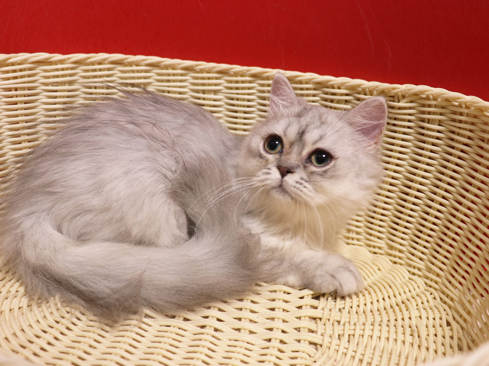 ミヌエットの子猫