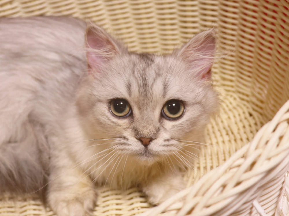 ミヌエットの子猫