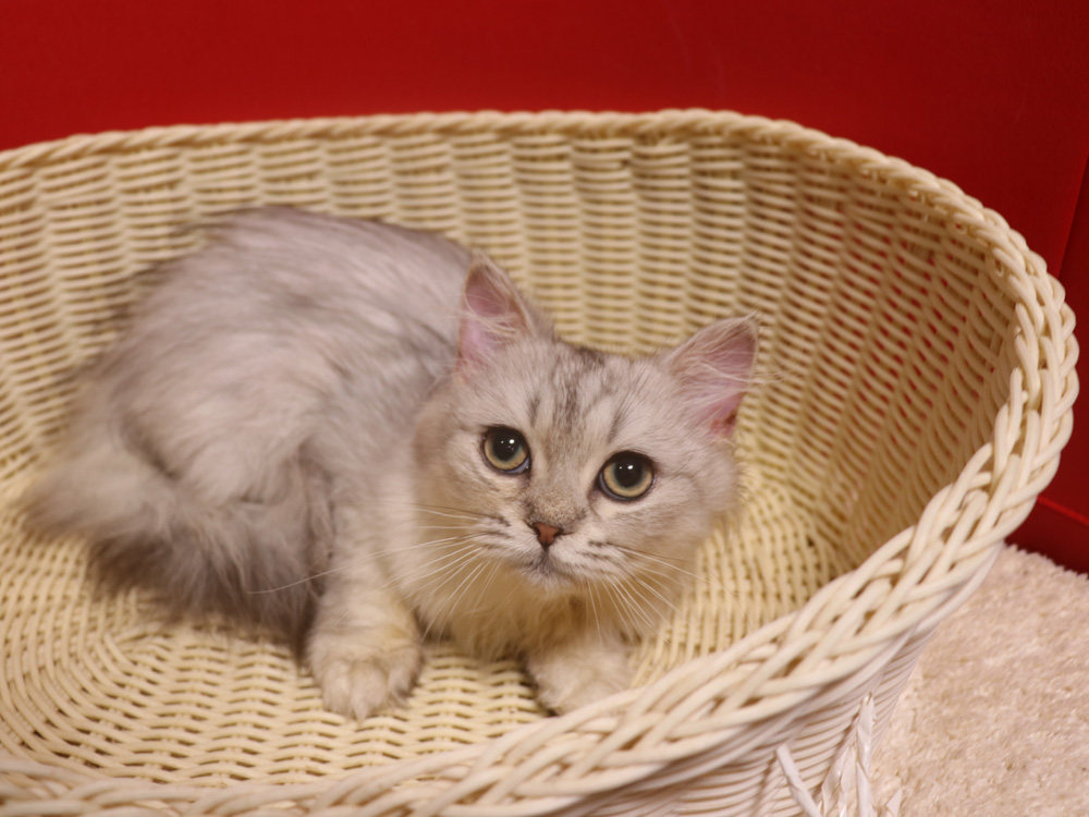 ミヌエットの子猫