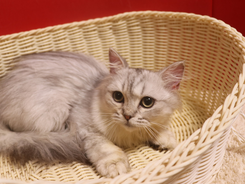 ミヌエットの子猫