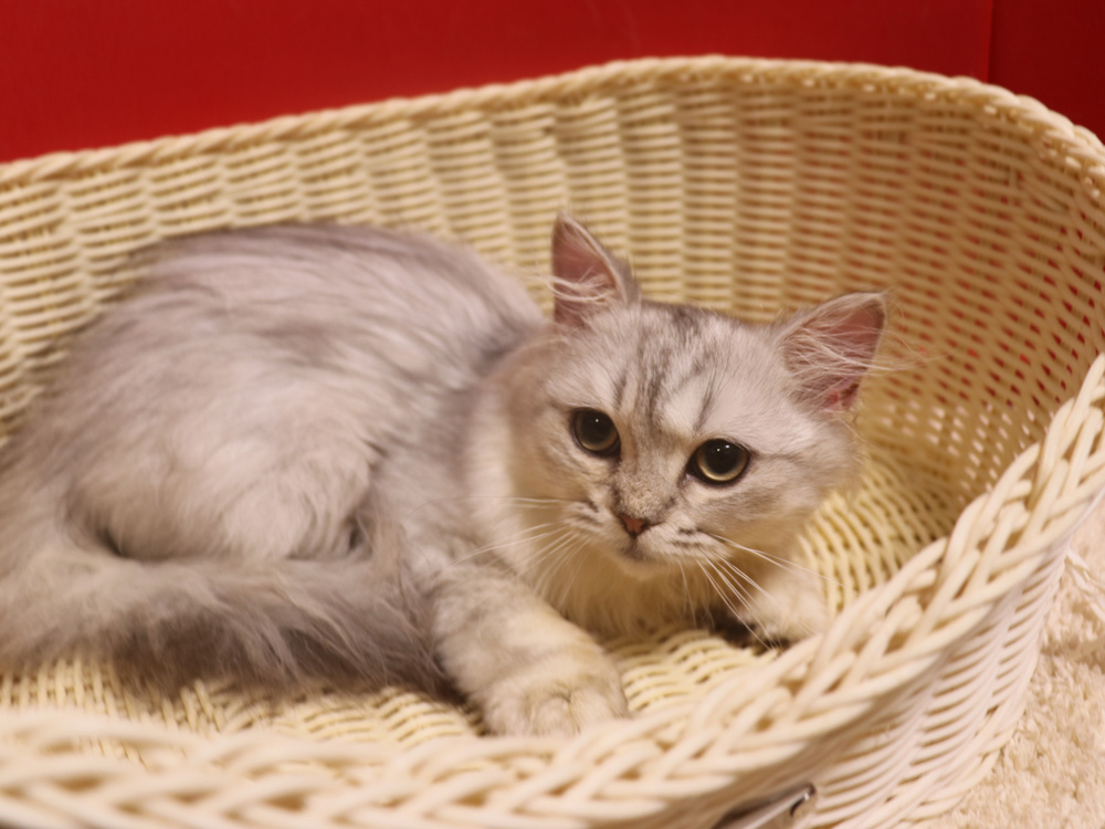 ミヌエットの子猫