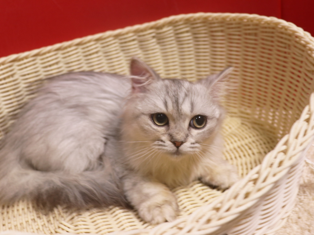 ミヌエットの子猫