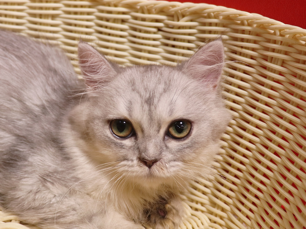 ミヌエットの子猫