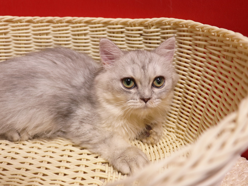 ミヌエットの子猫
