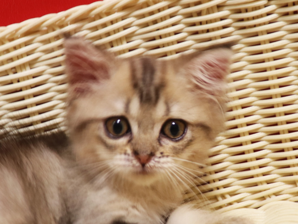 ミヌエットの子猫