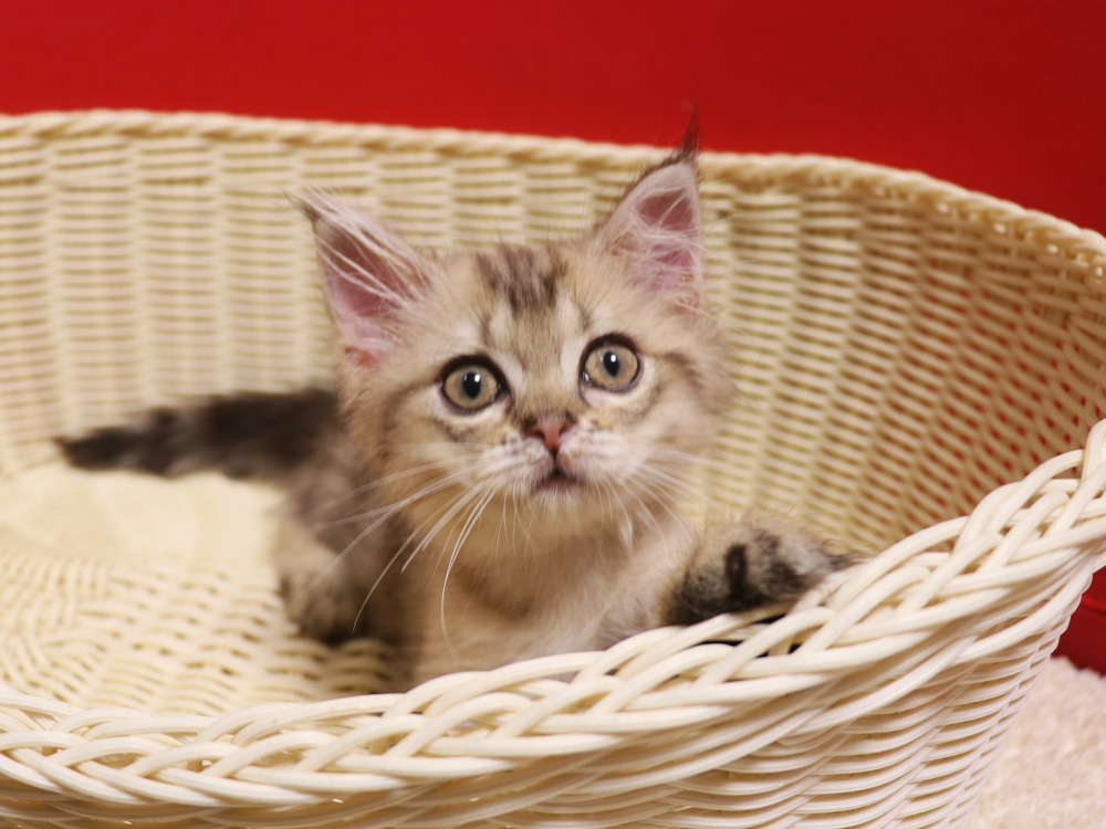 ミヌエットの子猫