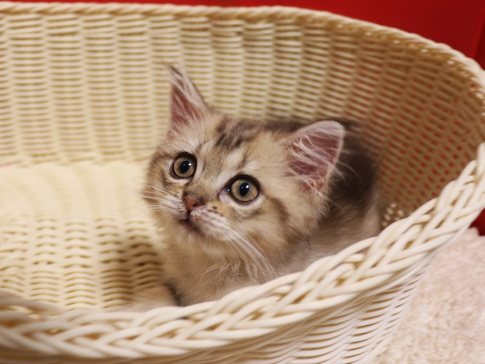 ミヌエットの子猫