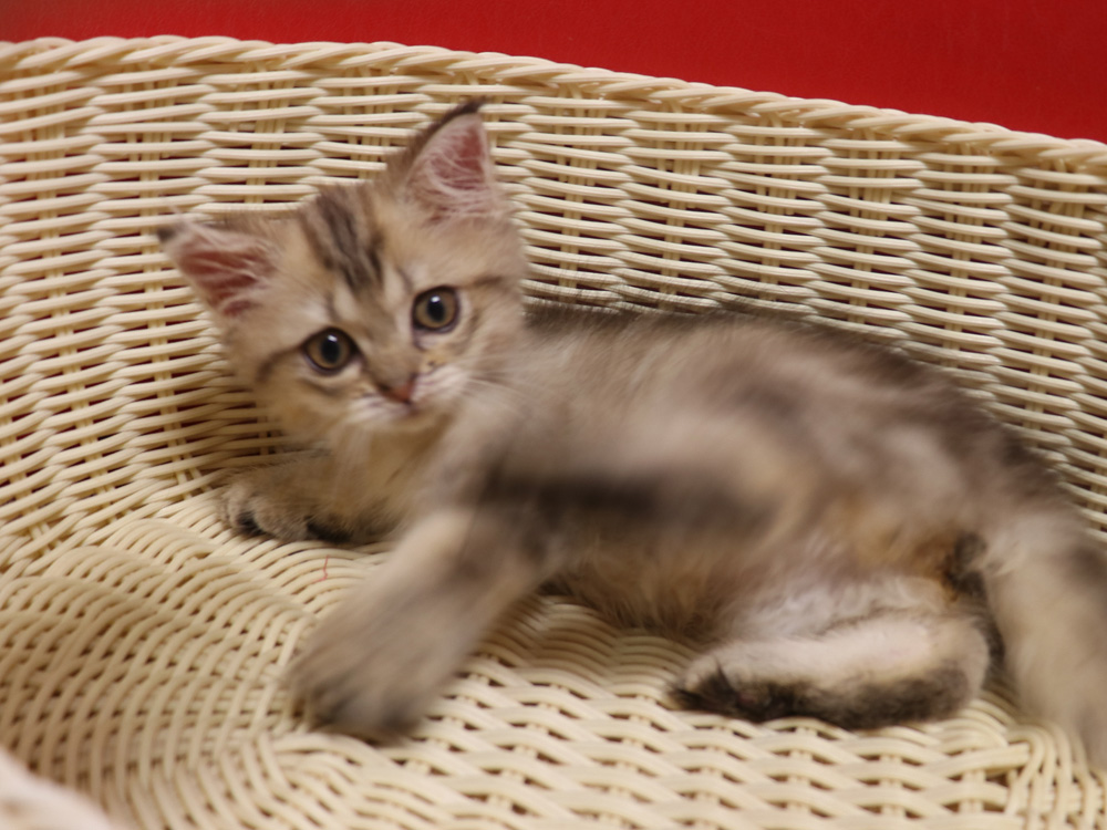 ミヌエットの子猫