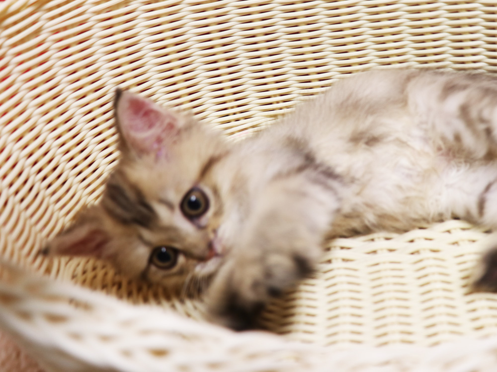 ミヌエットの子猫