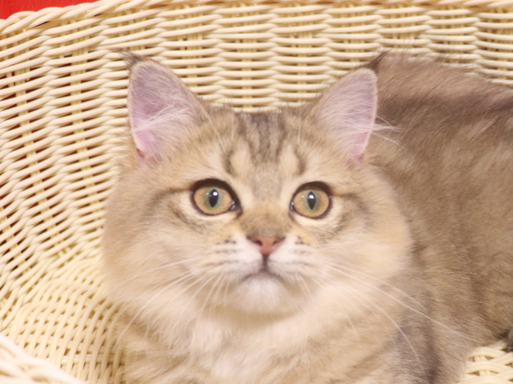 ミヌエットの子猫