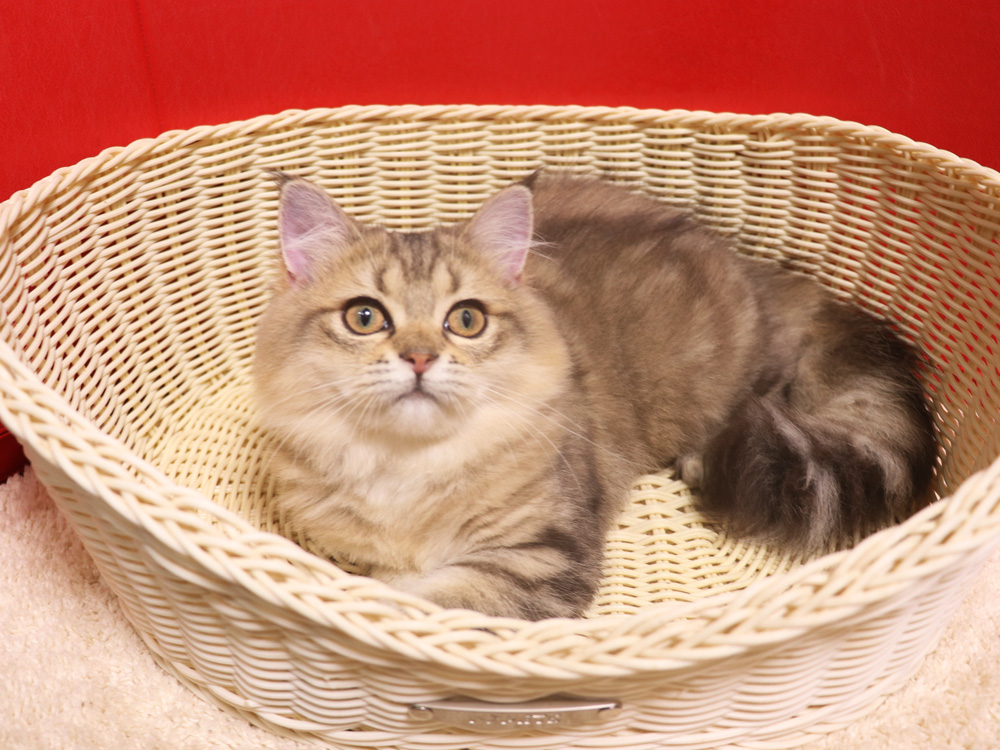 ミヌエットの子猫