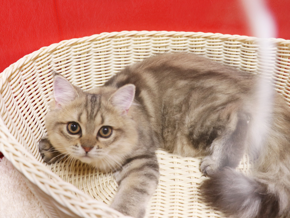 ミヌエットの子猫