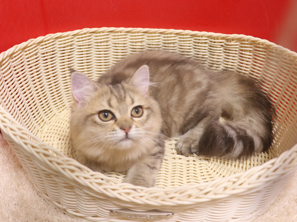 ミヌエットの子猫