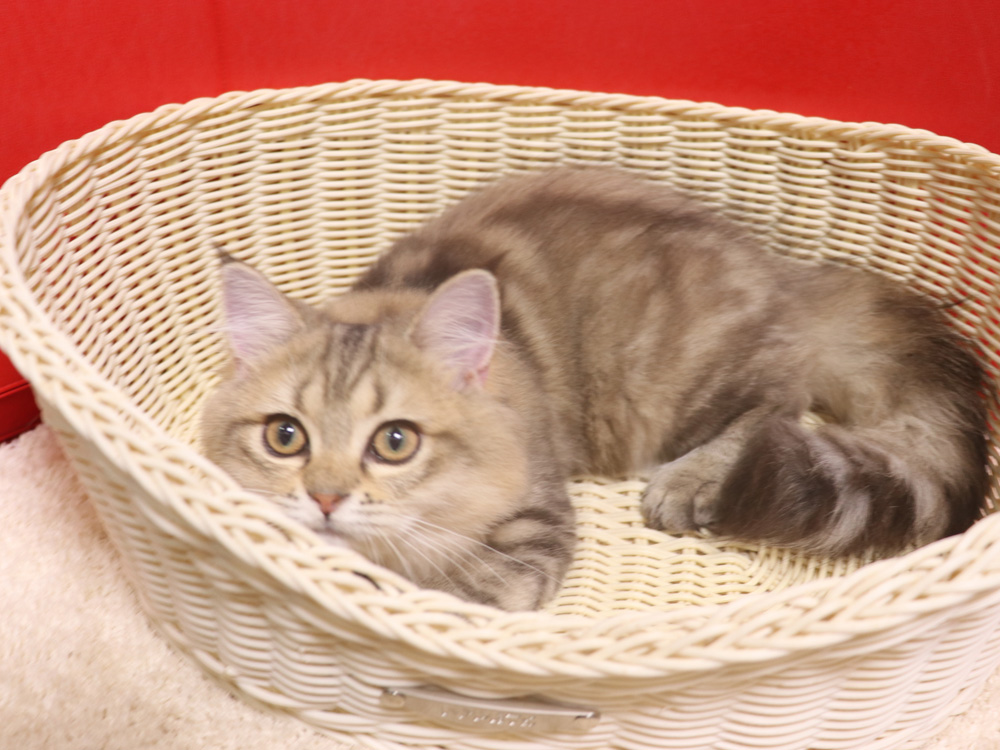 ミヌエットの子猫