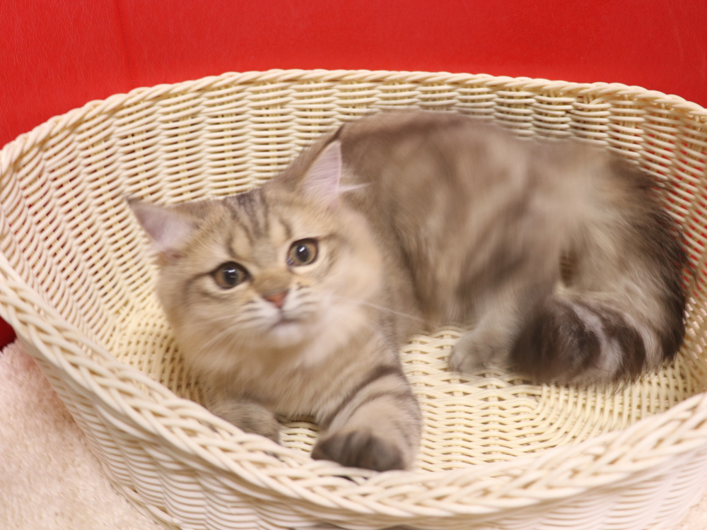 ミヌエットの子猫
