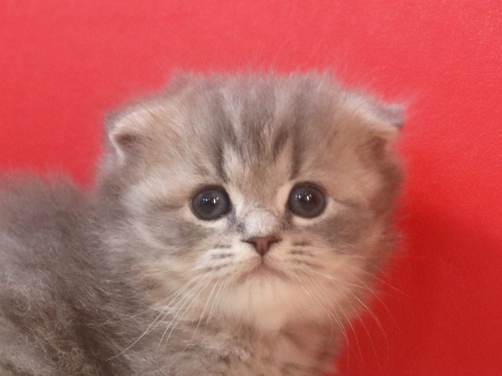 ミヌエットの子猫