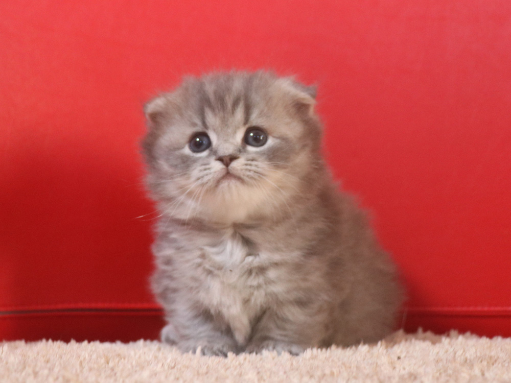 ミヌエットの子猫