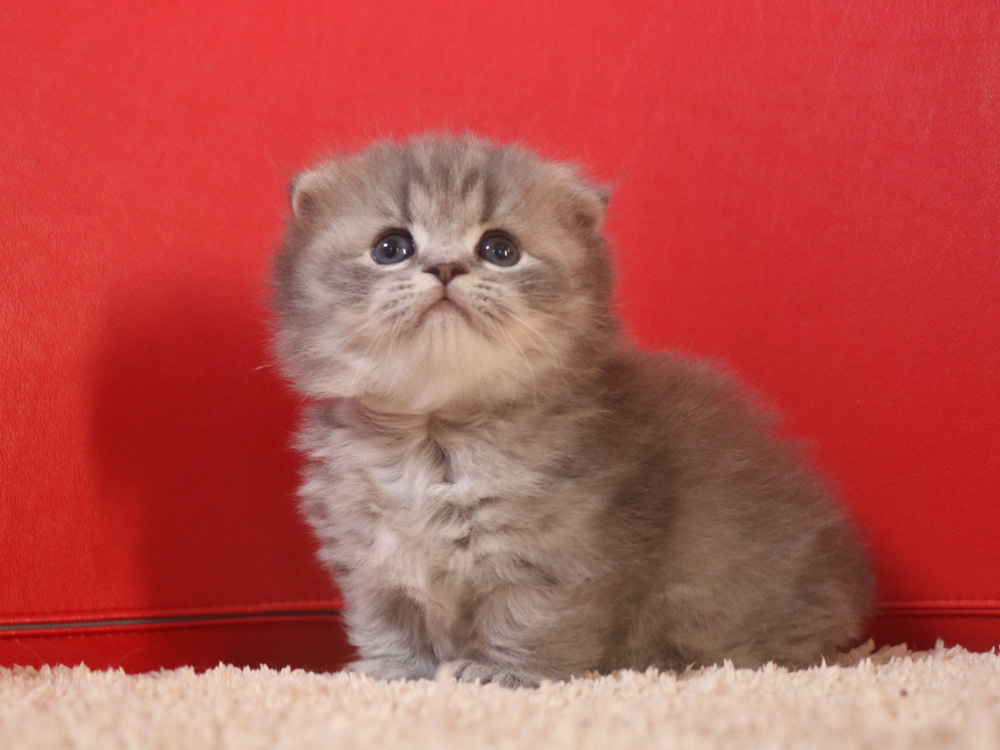 ミヌエットの子猫